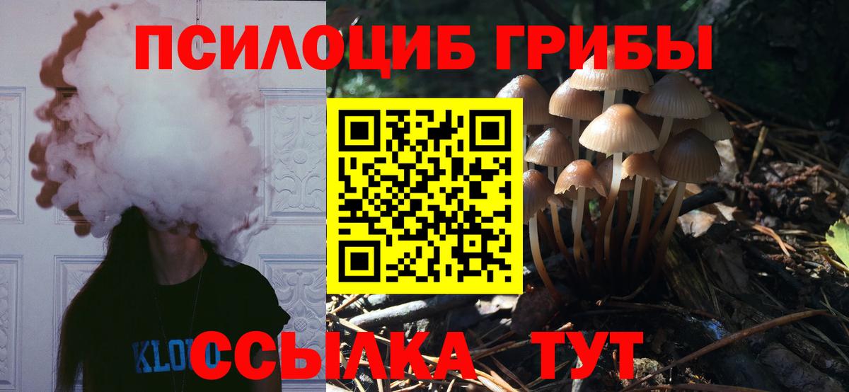 Алейск  Псилоцибиновые грибы Psilocybe  Вход с VPN 